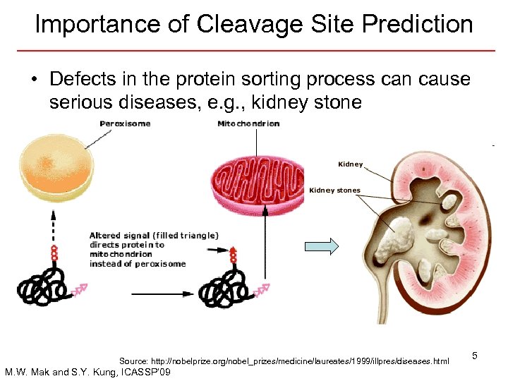 Importance of Cleavage Site Prediction • Defects in the protein sorting process can cause