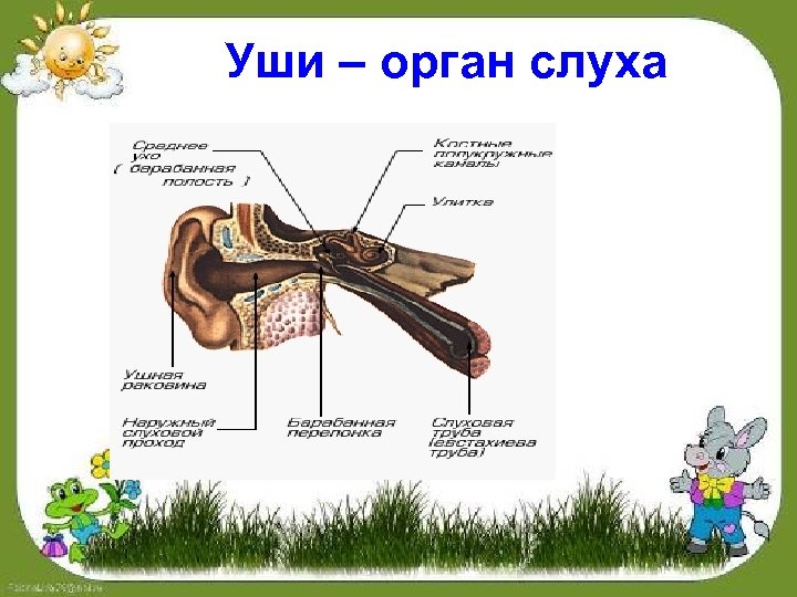Уши – орган слуха 