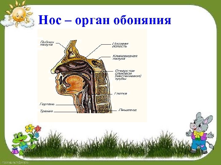 Нос – орган обоняния 