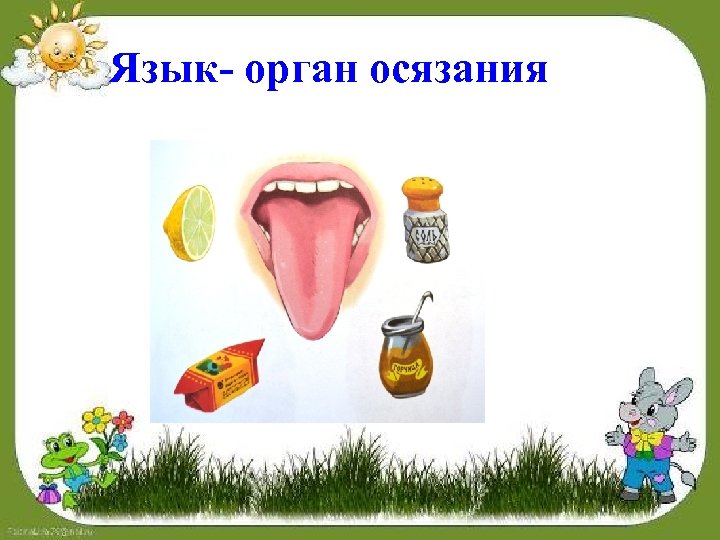 Язык- орган осязания 