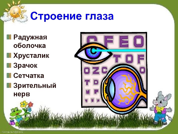 Строение глаза Радужная оболочка Хрусталик Зрачок Сетчатка Зрительный нерв 