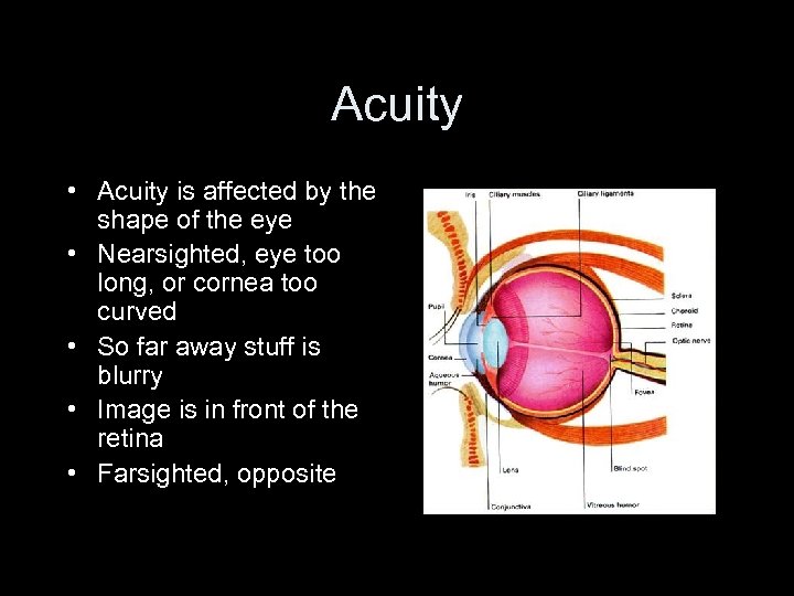 Acuity • Acuity is affected by the shape of the eye • Nearsighted, eye