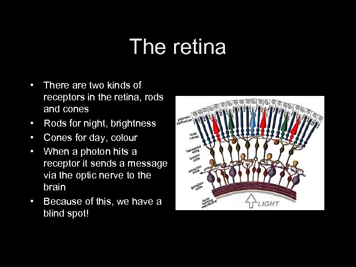 The retina • There are two kinds of receptors in the retina, rods and