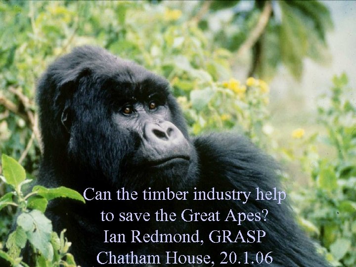 Can the timber industry help to save the Great Apes? Ian Redmond, GRASP Chatham