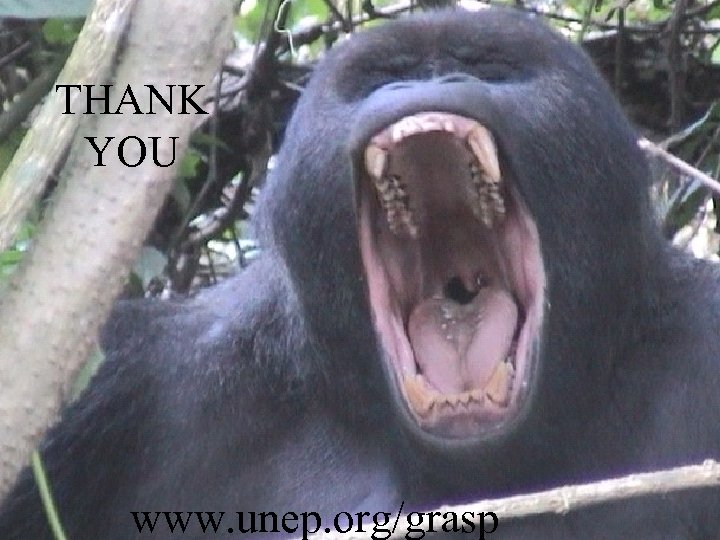 THANK YOU www. unep. org/grasp 