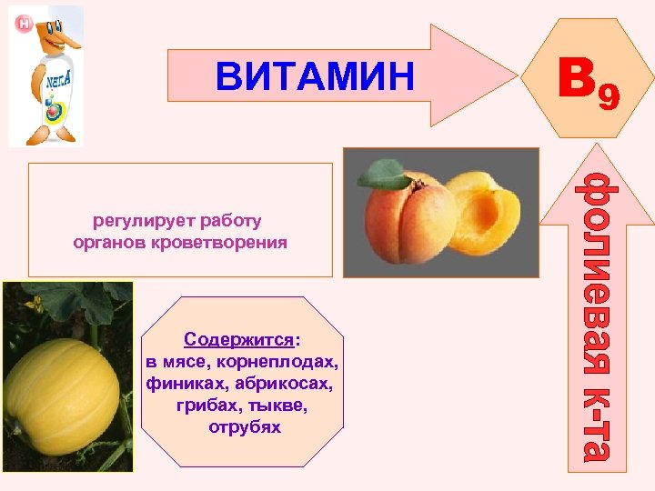 ВИТАМИН регулирует работу органов кроветворения Содержится: в мясе, корнеплодах, финиках, абрикосах, грибах, тыкве, отрубях