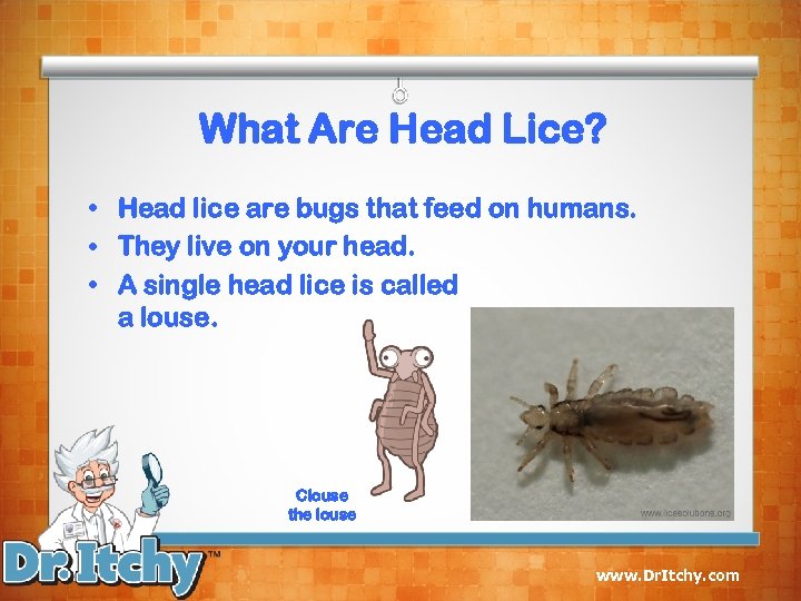 What Are Head Lice? • Head lice are bugs that feed on humans. •