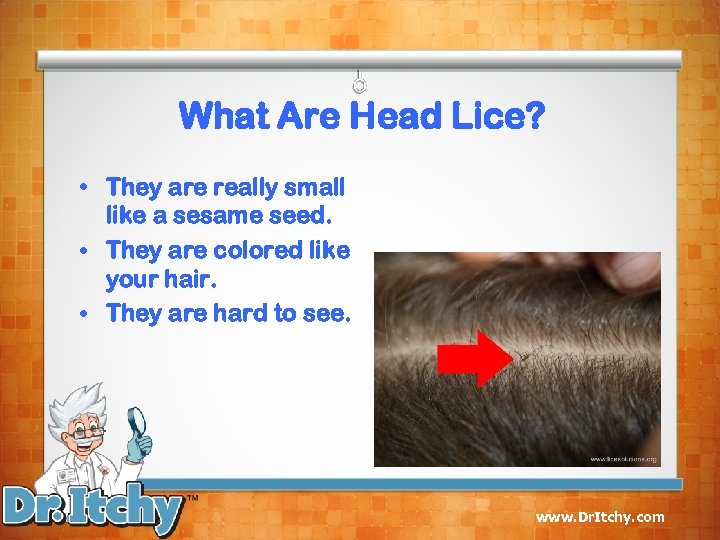 What Are Head Lice? • They are really small like a sesame seed. •