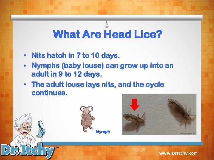 What Are Head Lice? • Nits hatch in 7 to 10 days. • Nymphs