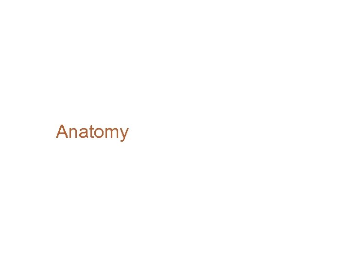 Anatomy 