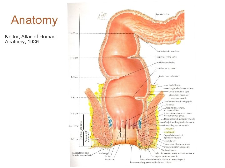 Anatomy Netter, Atlas of Human Anatomy, 1989 