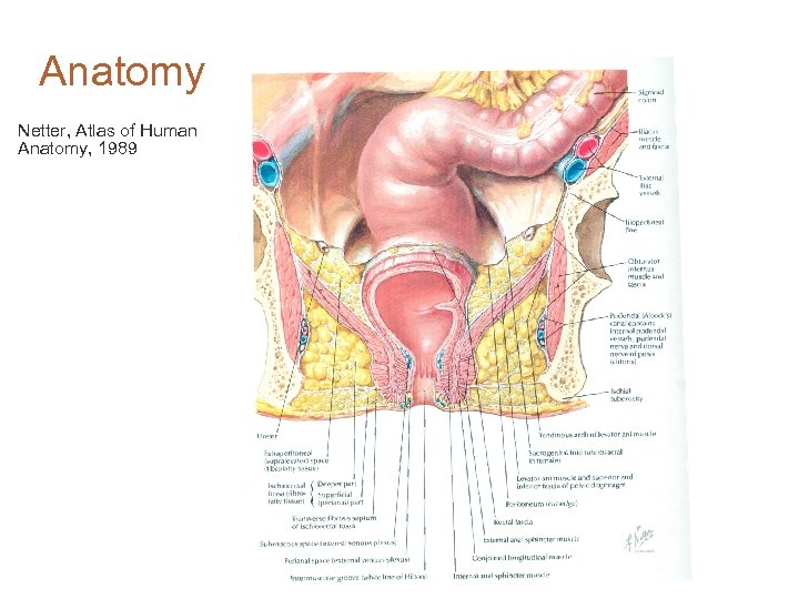 Anatomy Netter, Atlas of Human Anatomy, 1989 