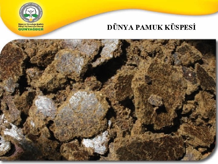 DÜNYA PAMUK KÜSPESİ 15 