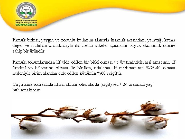 Pamuk bitkisi, yaygın ve zorunlu kullanım alanıyla insanlık açısından, yarattığı katma değer ve istihdam