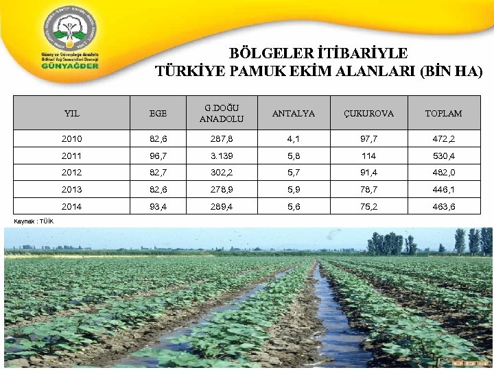 BÖLGELER İTİBARİYLE TÜRKİYE PAMUK EKİM ALANLARI (BİN HA) YIL EGE G. DOĞU ANADOLU ANTALYA