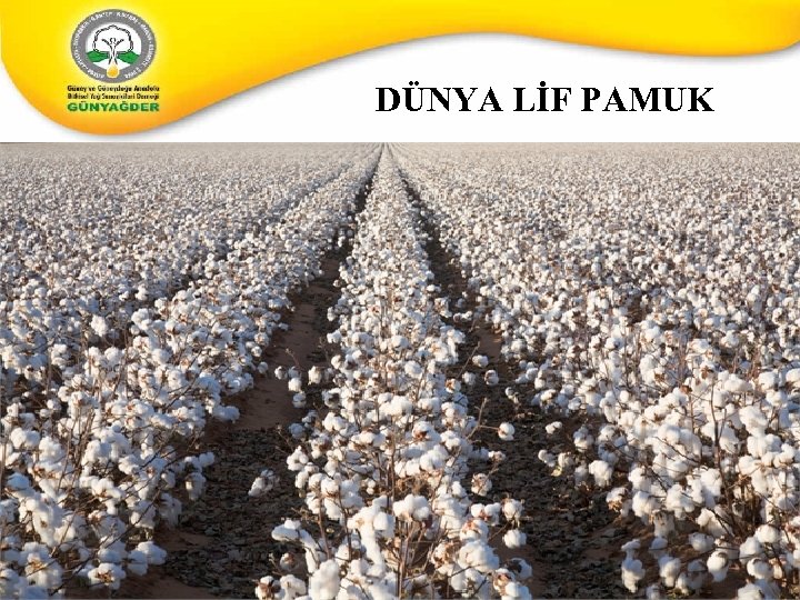 DÜNYA LİF PAMUK 3 3 