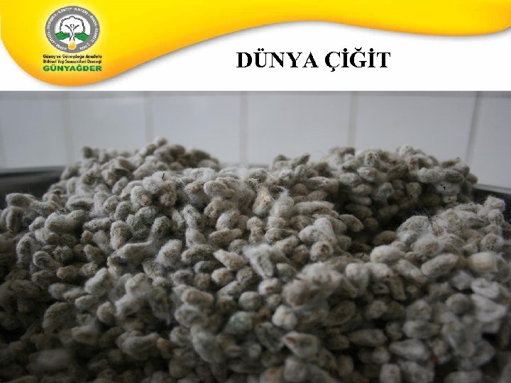 DÜNYA ÇİĞİT 9 9 