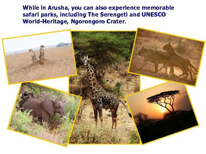 While in Arusha, you can also experience memorable safari parks, including The Serengeti and