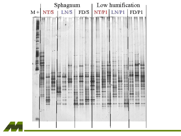 Sphagnum M + NT/S LN/S FD/S Low humification NT/P 1 LN/P 1 FD/P 1