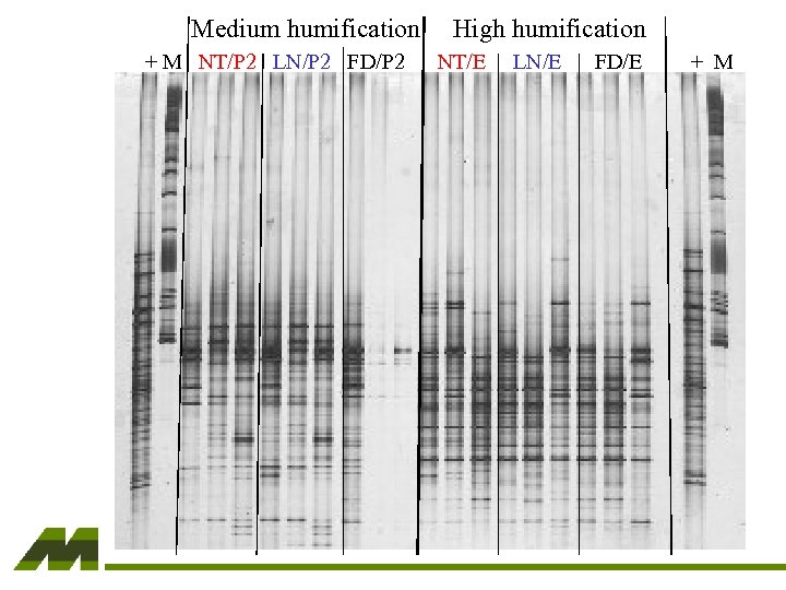 Medium humification + M NT/P 2 LN/P 2 FD/P 2 High humification NT/E LN/E