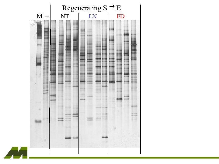 Regenerating S M + E NT FD LN 