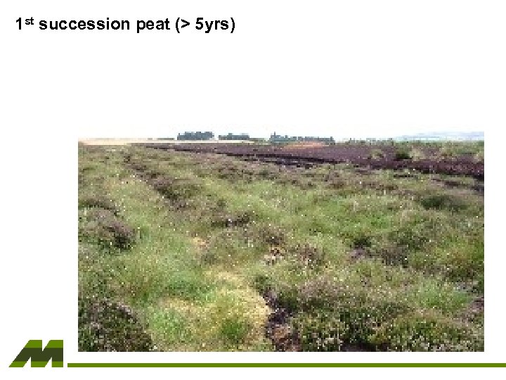 1 st succession peat (> 5 yrs) 
