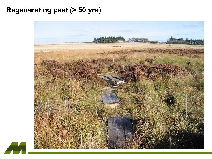 Regenerating peat (> 50 yrs) 