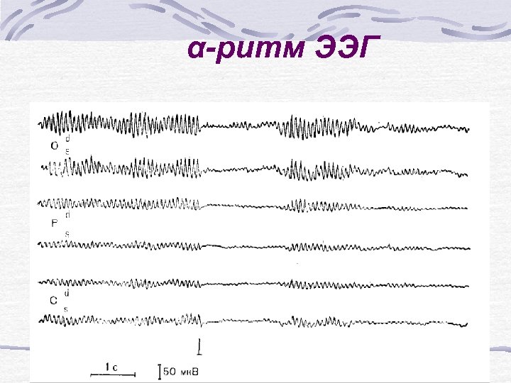 α-ритм ЭЭГ 