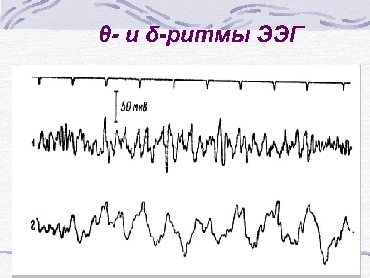 θ- и δ-ритмы ЭЭГ 