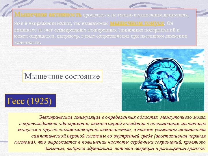 Мышечная активность проявляется не только в мышечных движениях, но и в напряжении мышц, так