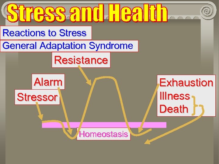 Reactions to Stress General Adaptation Syndrome Resistance Alarm Stressor Exhaustion Illness Death Homeostasis 