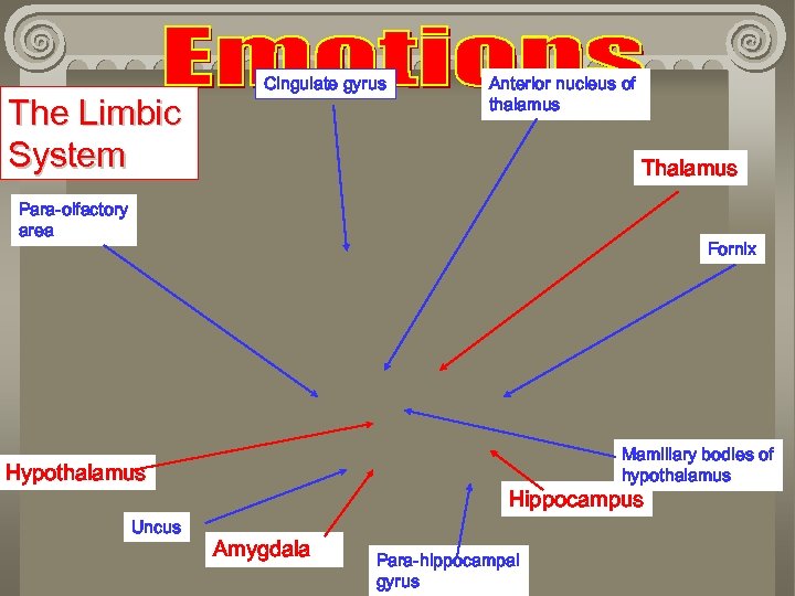 The Limbic System Cingulate gyrus Anterior nucleus of thalamus Thalamus Para-olfactory area Fornix Mamillary