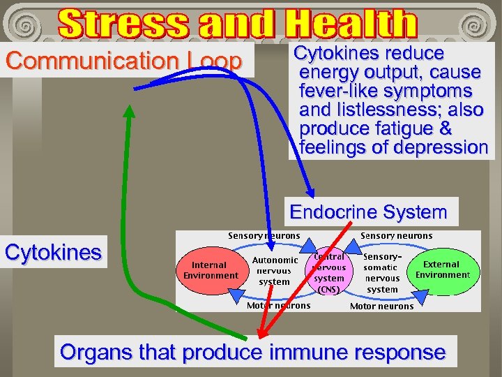 Communication Loop Cytokines reduce energy output, cause fever-like symptoms and listlessness; also produce fatigue