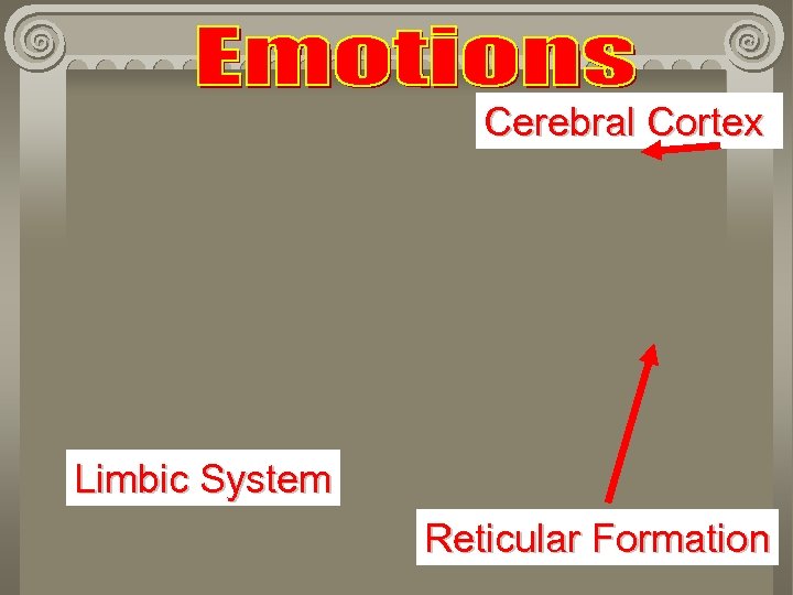 Cerebral Cortex Limbic System Reticular Formation 