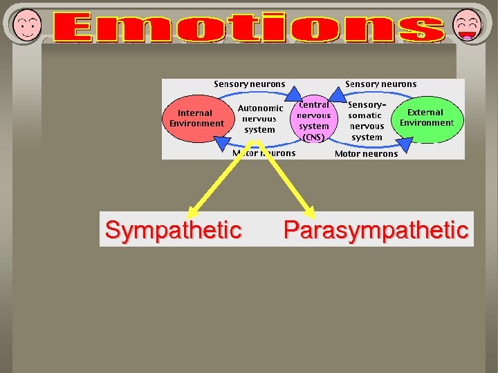 Sympathetic Parasympathetic 
