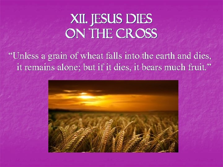 XII. Jesus dies on the Cross “Unless a grain of wheat falls into the