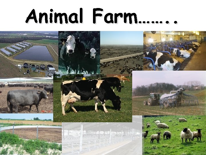 Animal Farm……. . 