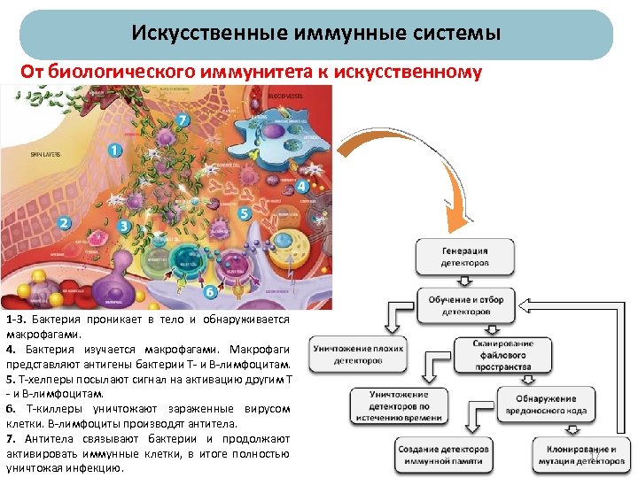 Искусственные иммунные системы От биологического иммунитета к искусственному 1 -3. Бактерия проникает в тело