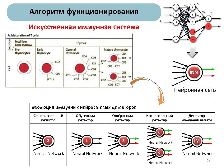 Алгоритм функционирования p Искусственная иммунная система m-1 INN Нейронная сеть Эволюция иммунных нейросетевых детекторов