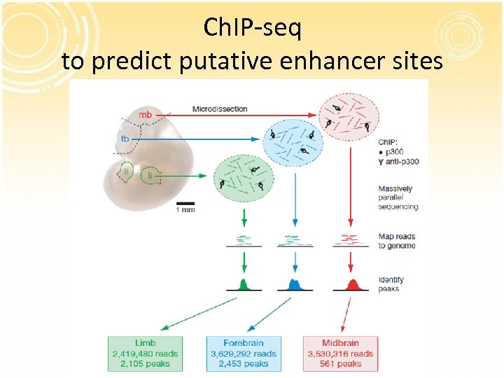 Ch. IP-seq to predict putative enhancer sites 
