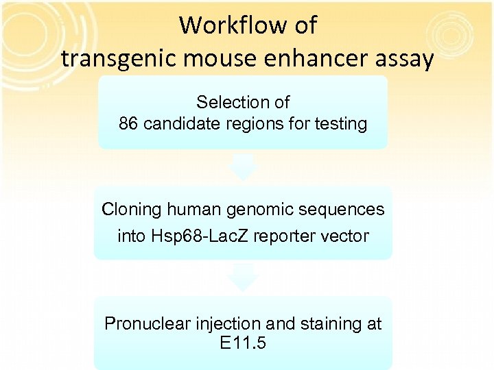 Workflow of transgenic mouse enhancer assay Selection of 86 candidate regions for testing Cloning
