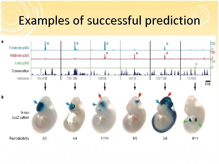 Examples of successful prediction 