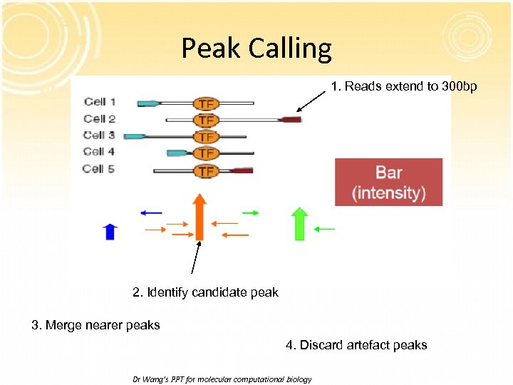 Peak Calling 1. Reads extend to 300 bp 2. Identify candidate peak 3. Merge