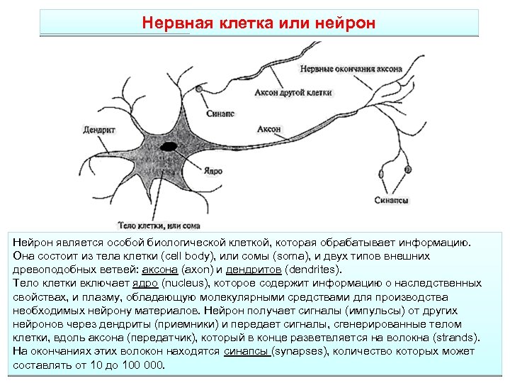 Нервная клетка или нейрон Нейрон является особой биологической клеткой, которая обрабатывает информацию. Она состоит