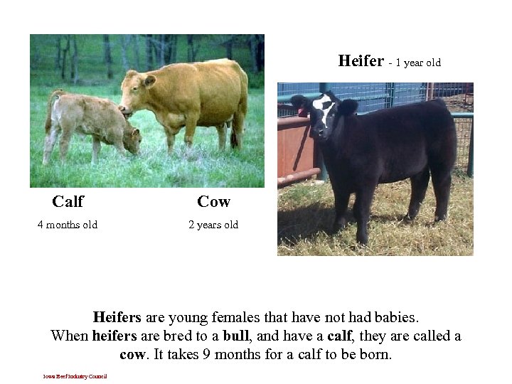 Heifer - 1 year old Calf Cow 4 months old 2 years old Heifers