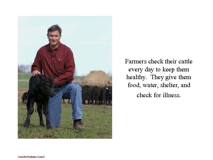 Farmers check their cattle every day to keep them healthy. They give them food,