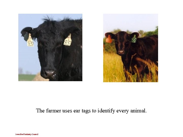 The farmer uses ear tags to identify every animal. Iowa Beef Industry Council 