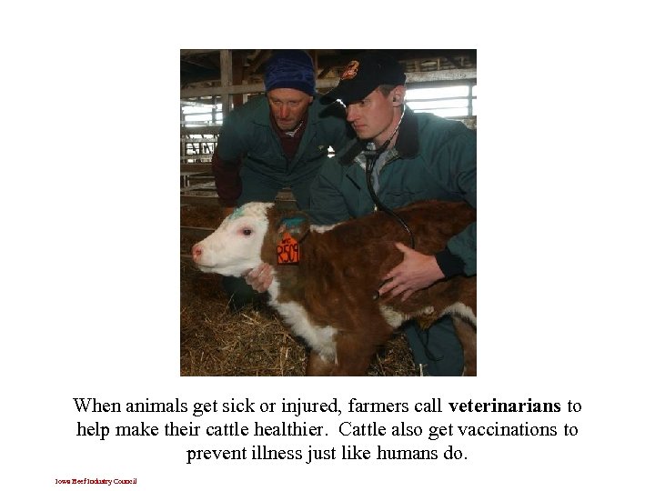 When animals get sick or injured, farmers call veterinarians to help make their cattle