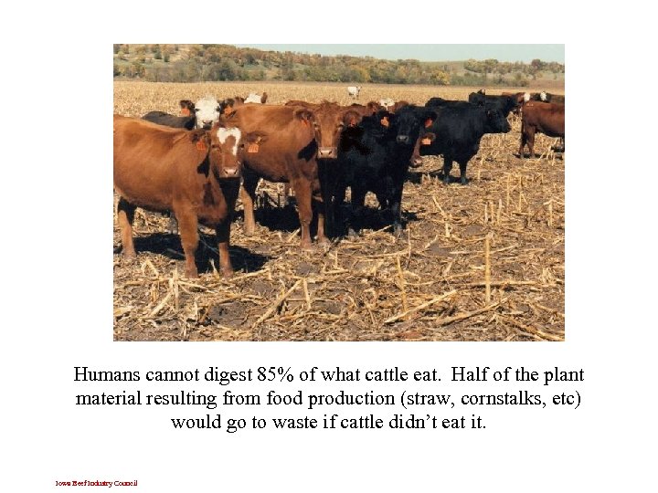 Humans cannot digest 85% of what cattle eat. Half of the plant material resulting