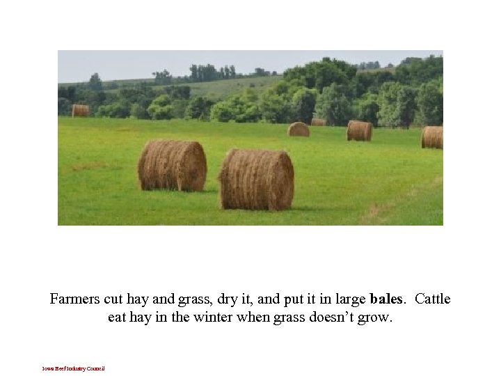 Farmers cut hay and grass, dry it, and put it in large bales. Cattle